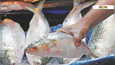 কুলপির আড়ত থেকে বাজেয়াপ্ত ৪৮ কেজি খোকা ইলিশ