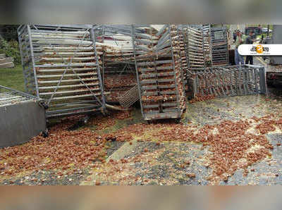 নিয়ন্ত্রণ হারাল ট্রাক, হাইওয়েতে নষ্ট লক্ষাধিক ডিম!