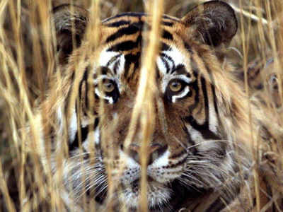 नागपूरः वाघाच्या हल्ल्यात गुराख्याचा मृत्यू