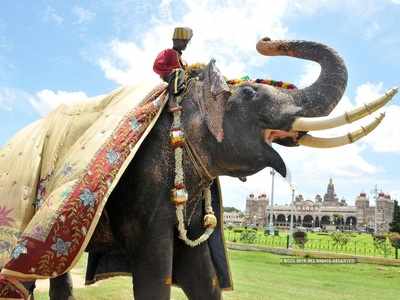 ಮೈಸೂರು ದಸರಾ 2019: ಚಾಮುಂಡೇಶ್ವರಿ ಸನ್ನಿಧಿಯಲ್ಲಿ ನಾಡಹಬ್ಬಕ್ಕೆ ಸಾಹಿತಿ ಎಸ್.ಎಲ್. ಭೈರಪ್ಪ ಚಾಲನೆ