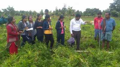 ಬೆಳೆ ರೋಗ ತಡೆಗೆ ಮುನ್ನೆಚ್ಚರಿಕೆ ವಹಿಸಿ