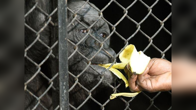 राजधानी में चिड़ियाघर ने भारत की सबसे उम्रदराज चिम्पांजी को देखने के लिए टीवी स्क्रीन लगाए