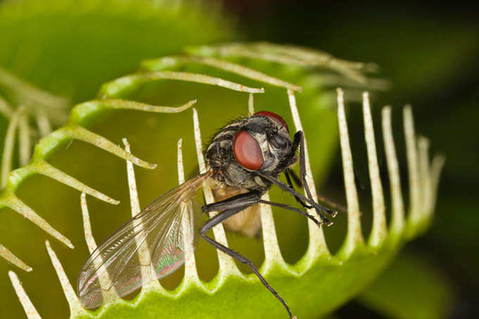 Insectivorous या Carnivorous है इनका नाम