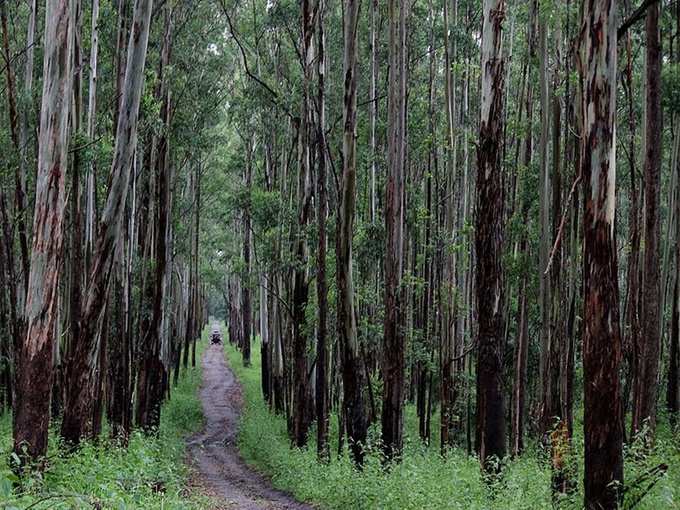 முத்தங்கா காட்டுயிர் பூங்கா