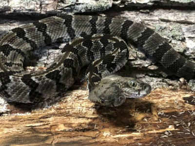 Two Headed snake : ನಿಮಗೆ ಗೊತ್ತಾ...? ಈ ಹಾವಿಗಿದೆ ಎರಡು ತಲೆ...!