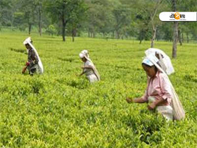 দাবি পূর্ণ না হওয়ায় ক্ষুব্ধ চা-বাগান কর্মীরা, অবরোধ হল সড়ক