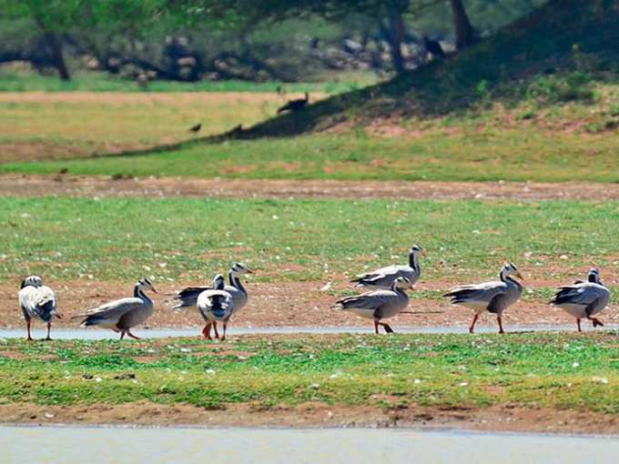 கூந்தன்குளம் பறவைகள் சரணாலயம்