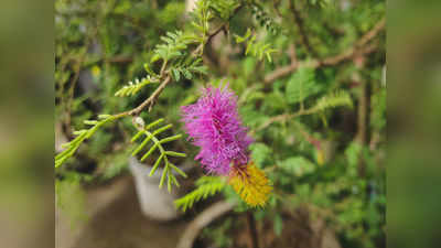 ಶಮೀ ವೃಕ್ಷದ ಹಿಂದಿರುವ ಪುರಾಣ ಕಥೆ ಏನು ಗೊತ್ತಾ?