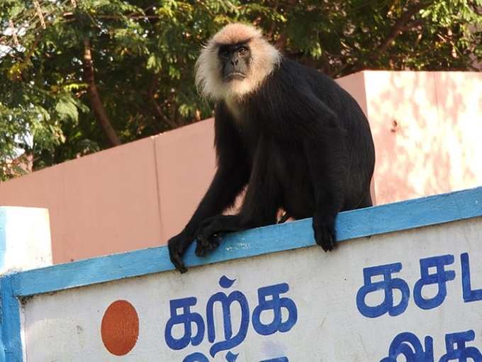 களக்காடு முன்டந்துரை