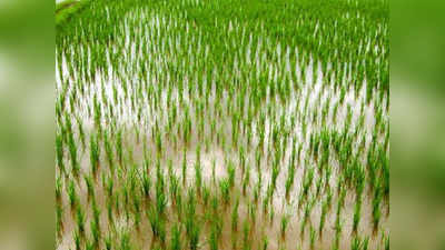 आरेतील भातशेतीही नष्ट होणार