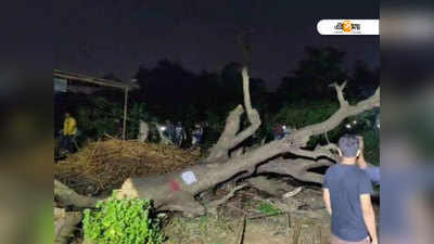 এক দিনেই কাটা হল ১৫০০ গাছ, রাতভর তুমুল বিক্ষোভে আরেতে ধুন্ধুমার