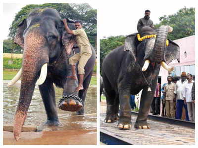 ಕೊನೆಯ ಬಾರಿ ಅಂಬಾರಿ ಹೊರಲಿರುವ ಅರ್ಜುನ, ಯಾರಾಗಲಿದ್ದಾರೆ ಮುಂದಿನ ಕ್ಯಾಪ್ಟನ್?