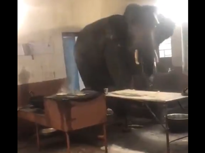 विडियो: जब चाय पीने पहुंचा जंगली हाथी, उड़ गए लोगों के होश