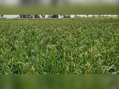 ಬಂಪರ್‌ ರಾಗಿ ನಿರೀಕ್ಷೆಯಲ್ಲಿರೈತ