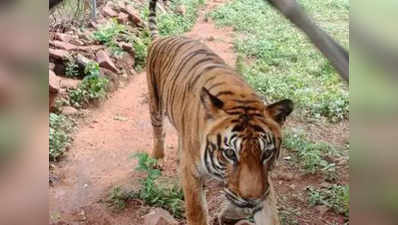 भोपाल: वन विहार की सबसे बुजुर्ग बाघिन प्रिया की मौत