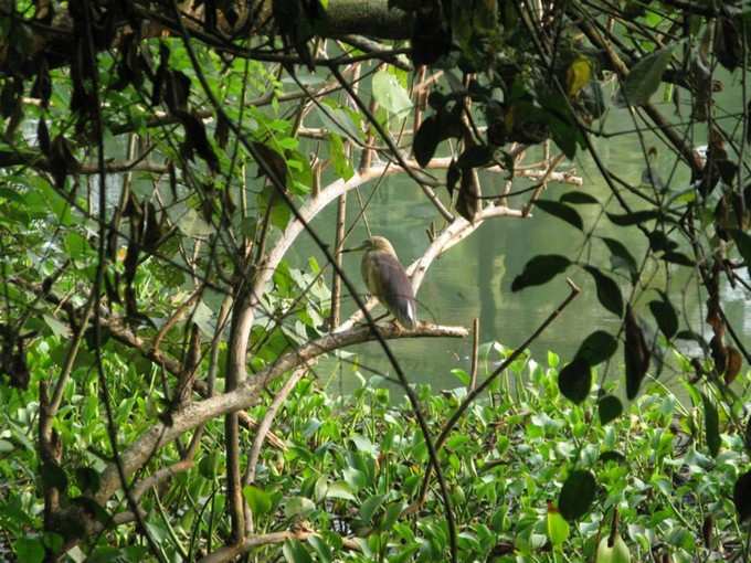 kumarakom bird sanctuary