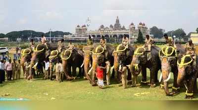 ಕಾಡಿನತ್ತ ಗಜಪಡೆ, ಕಾವಾಡಿಗಳ ಪಯಣ