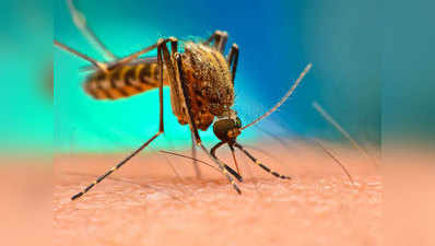 डेंगू का प्रकोप बढ़ा, 19 नए मामले सामने आए