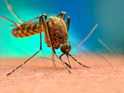 डेंगू का प्रकोप बढ़ा, 19 नए मामले सामने आए