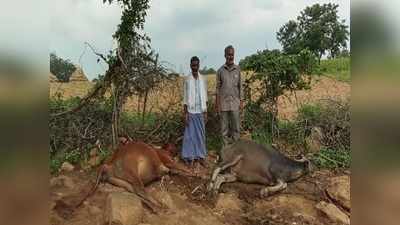 ರಾಯಚೂರಲ್ಲಿ ಸಿಡಿಲು ಬಡಿದು 30 ಮೇಕೆ, ಹಸು ಸಾವು