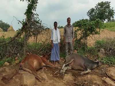 ರಾಯಚೂರಲ್ಲಿ ಸಿಡಿಲು ಬಡಿದು 30 ಮೇಕೆ, ಹಸು ಸಾವು