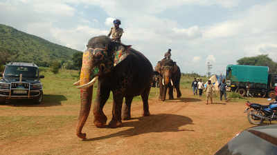 ದಸರಾ ಗಜಪಡೆಗೆ ಬಿಡುವಿಲ್ಲ