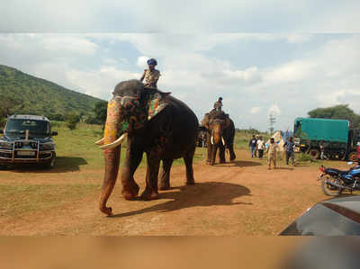 ದಸರಾ ಗಜಪಡೆಗೆ ಬಿಡುವಿಲ್ಲ