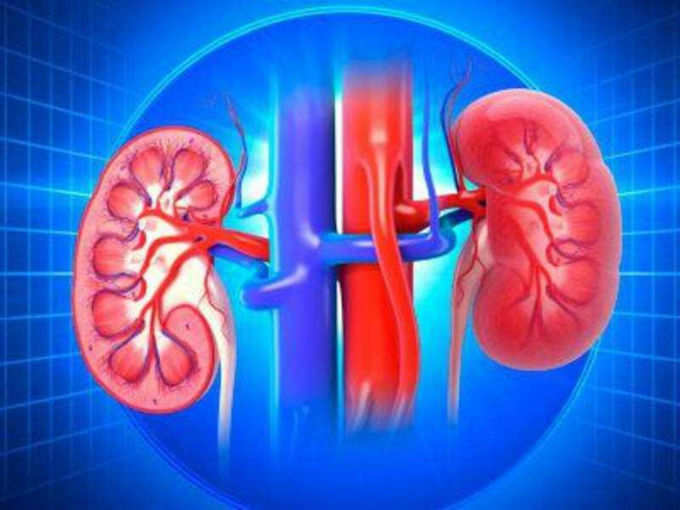 kidney- Timesofindia