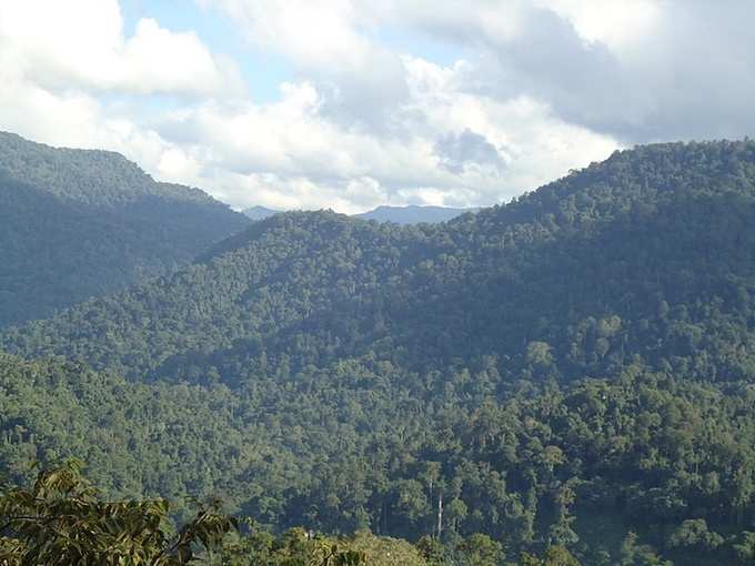 sabarimala forest 5