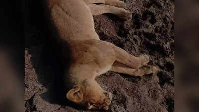 इटावा: सफारी पार्क में गुजरात से आए शेर की मौत