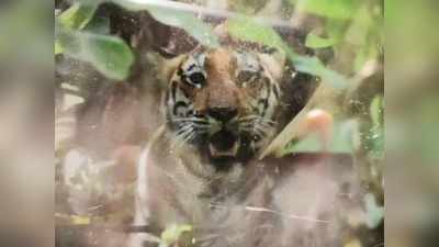 कर्नाटक के टाइगर रिजर्व में चल रहा है बाघ पकड़ने का सबसे बड़ा रेस्‍क्‍यू ऑपरेशन