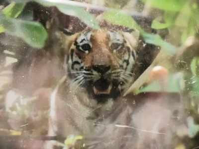 कर्नाटक के टाइगर रिजर्व में चल रहा है बाघ पकड़ने का सबसे बड़ा रेस्‍क्‍यू ऑपरेशन