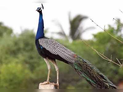 ನವಿಲು ಕುಣಿತಕ್ಕೆ ನಲುಗಿದ ರೈತ!