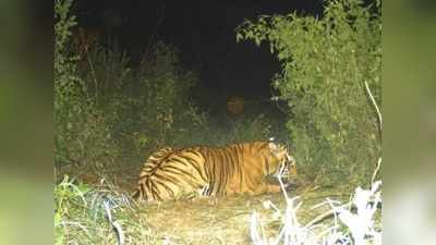 आखिर पांच दिन के कॉम्बिंग ऑपरेशन के बाद पकड़ा गया बांदीपुर का बाघ
