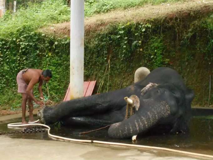 elephant bathing