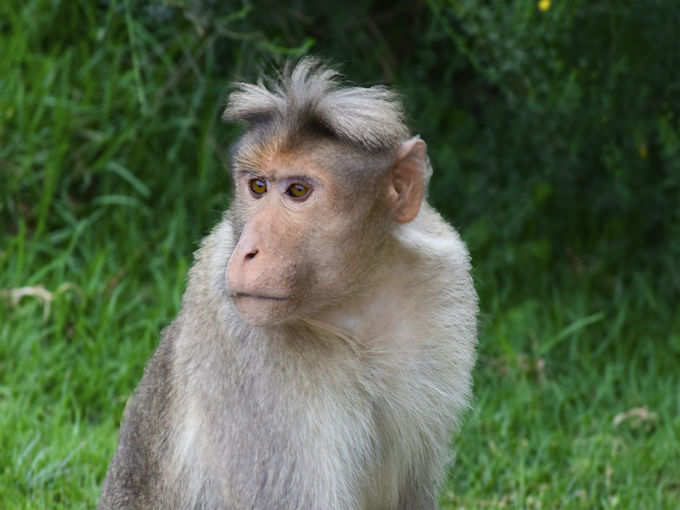 mukurthi national park