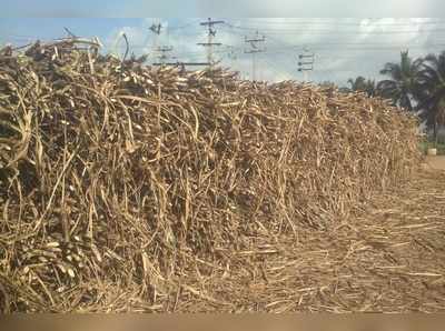 ಕಬ್ಬು ಬೆಳೆಗಾರರ ಬದುಕು ಕಹಿ