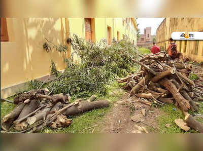 দেদারে চলছে গাছ কাটা, কাঠগড়ায় বোলপুরের সরকারি স্কুল!