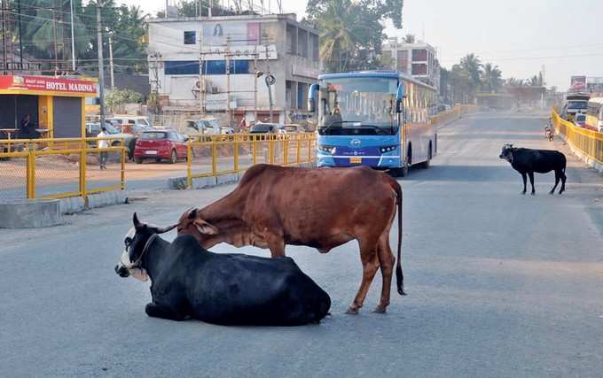 BRTS ಕಾರಿಡಾರ್‌ನಲ್ಲಿ ಬಿಡಾಡಿ ದನಗಳ ವಿಹಾರ