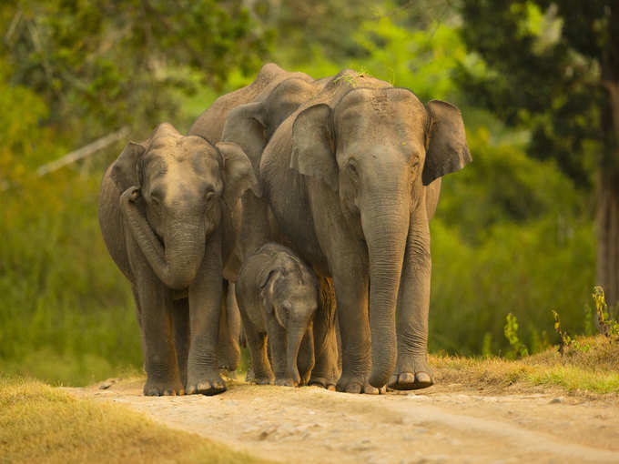 bandipur national park