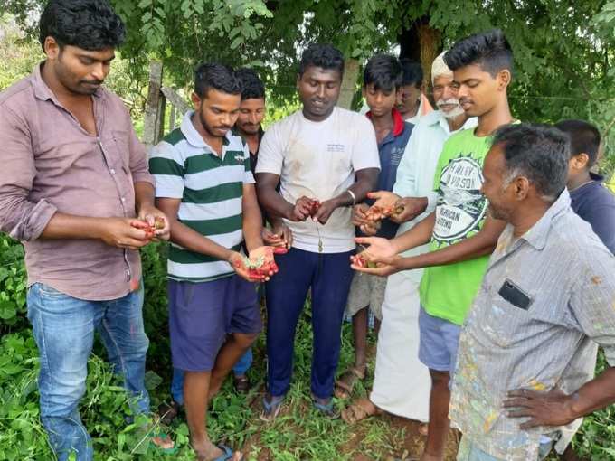 ramanagara red tamarind