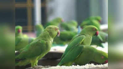 पटियाला हाउस कोर्ट में पेश किए गए 13 तोते, जज ने भेजा बर्ड सैंक्चुअरी