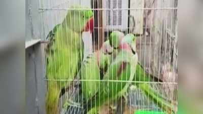 Parrot Smuggling : கோர்ட்டில் ஆஜர்படுத்தப்பட்ட 13 கிளிகள்...! ; என்ன தவறு செய்தது தெரியுமா?