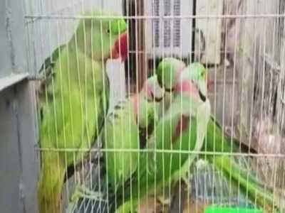 Parrot Smuggling : கோர்ட்டில் ஆஜர்படுத்தப்பட்ட 13 கிளிகள்...! ; என்ன தவறு செய்தது தெரியுமா?