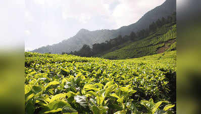 दार्जिलिंग टी के नाम पर भारत में बिक रही है नेपाली चाय