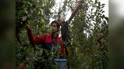 कश्मीर: आतंकी वारदातों के बाद बाहरी सेब कारोबारी सुरक्षित घरों में शिफ्ट