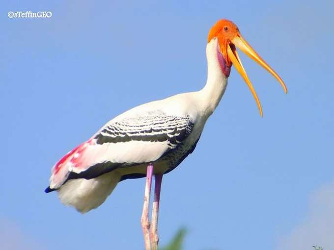 Koonthankulam_Bird_Sanctuary photos 3