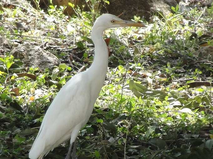 Koonthankulam_Bird_Sanctuary photos 5