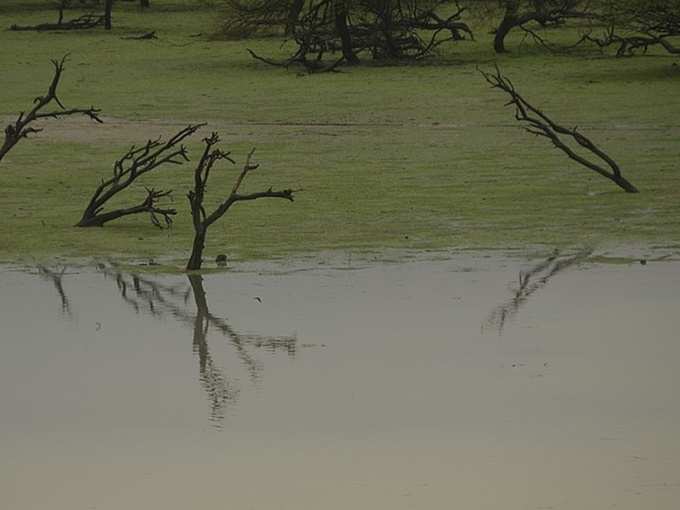 Koonthankulam_Bird_Sanctuary photos 6