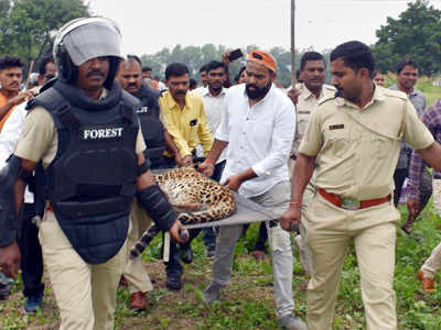 उपासमारीने दोन वर्षाच्या बिबट्याचा मृत्यू